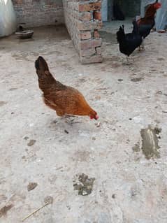 Golden Misri egg laying hen