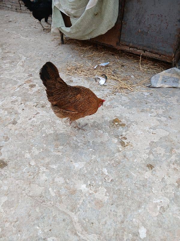 Golden Misri egg laying hen 2