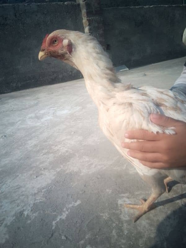 aseel Heera noori breed top quality 0