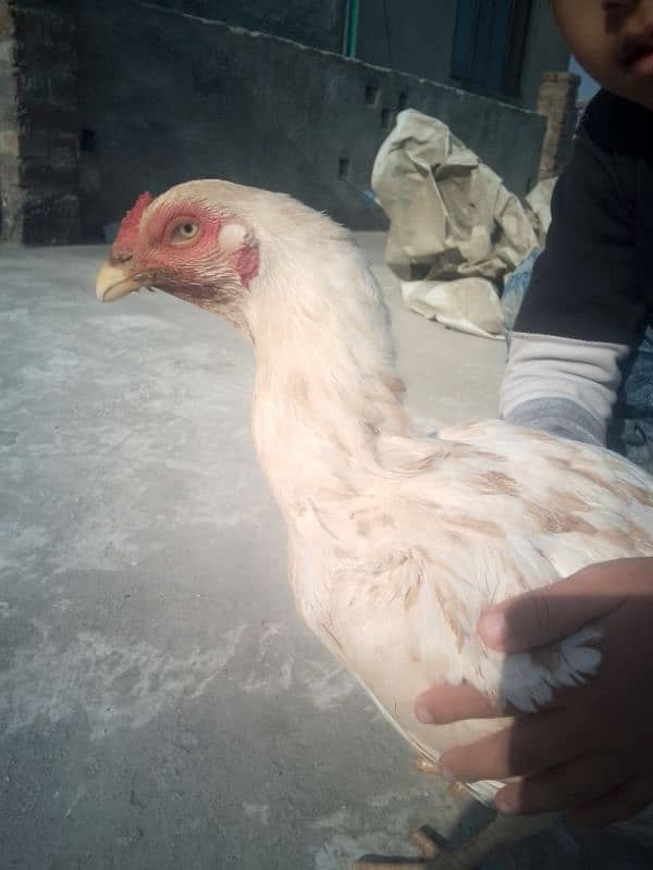 aseel Heera noori breed top quality 1