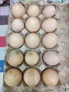 Fertile eggs for sale Lohman Brown Australorp Astralop