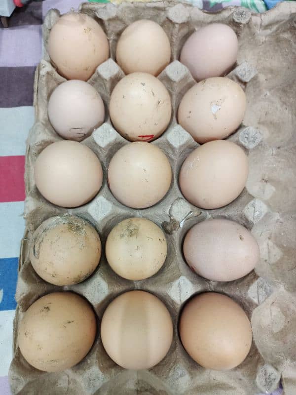 Fertile eggs for sale Lohman Brown Australorp Astralop 0