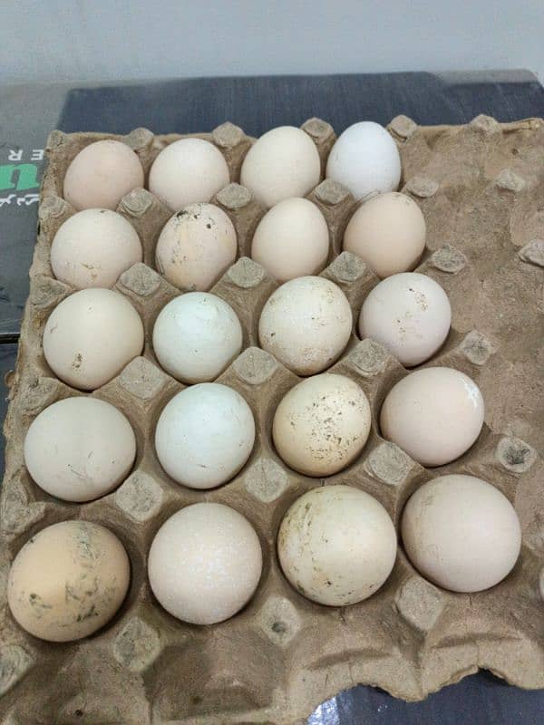 Fertile eggs for sale Lohman Brown Australorp Astralop 1