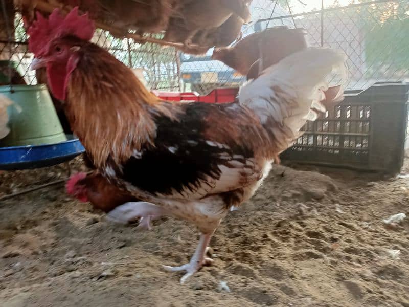 Fertile eggs for sale Lohman Brown Australorp Astralop 2