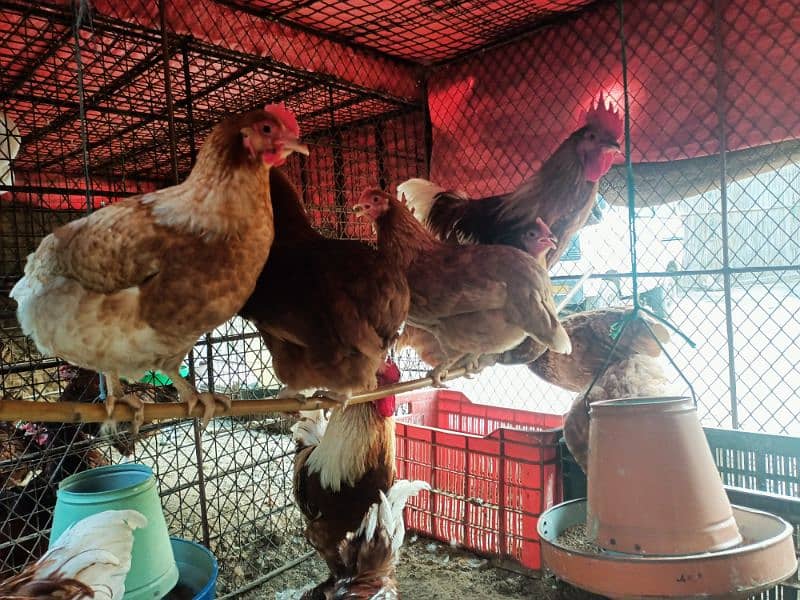 Fertile eggs for sale Lohman Brown Australorp Astralop 3