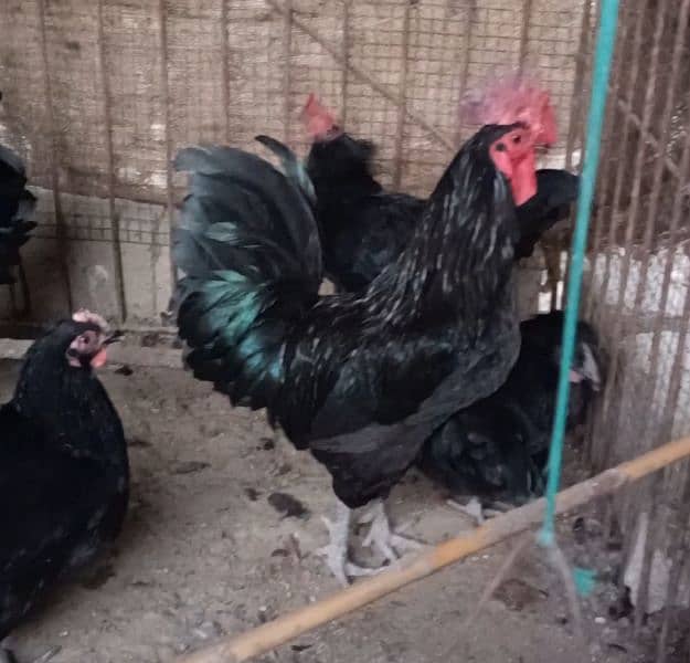 Fertile eggs for sale Lohman Brown Australorp Astralop 5