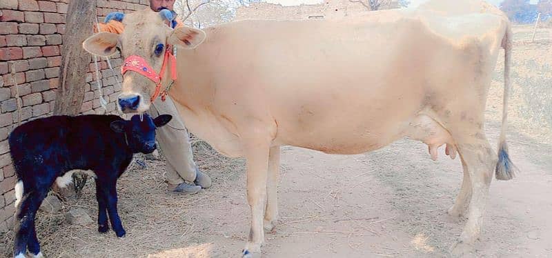 24+ kg wali imported Jearsy/Frizan/cow/Jearsy/cross/ American/gae/گائے 3