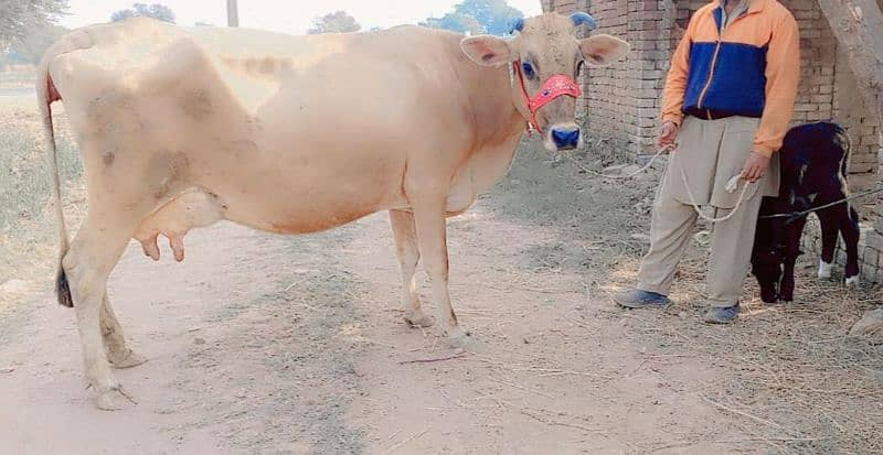 24+ kg wali imported Jearsy/Frizan/cow/Jearsy/cross/ American/gae/گائے 4