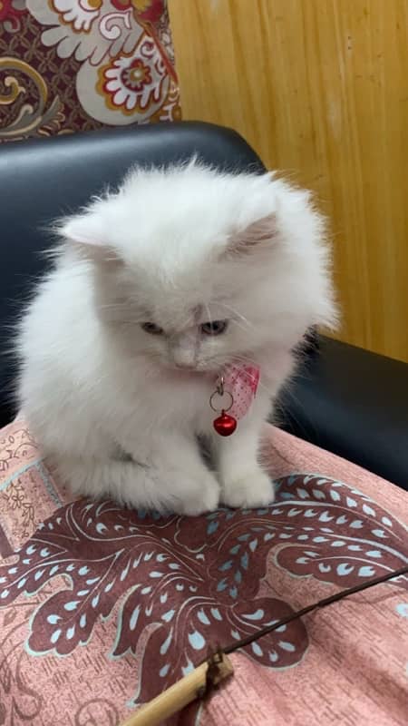 Male and Female Persian Cat, Age 3 months Contact No. 03239333024 0