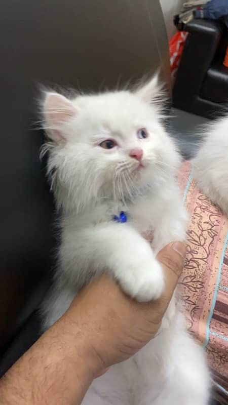 Male and Female Persian Cat, Age 3 months Contact No. 03239333024 1