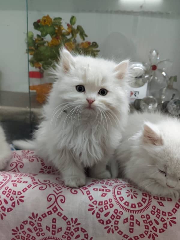 Male and Female Persian Cat, Age 3 months Contact No. 03239333024 2