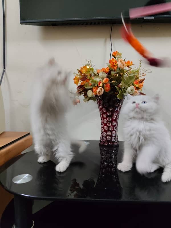 Male and Female Persian Cat, Age 3 months Contact No. 03239333024 3