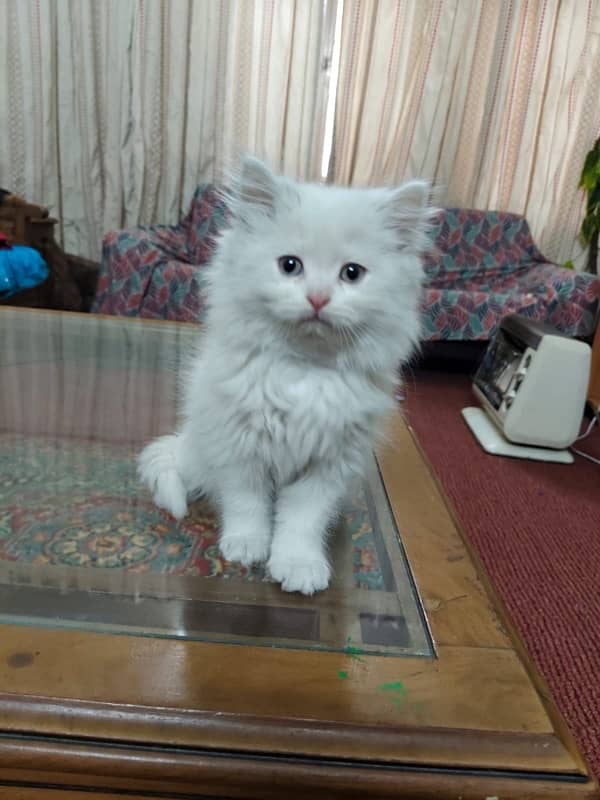 Male and Female Persian Cat, Age 3 months Contact No. 03239333024 4