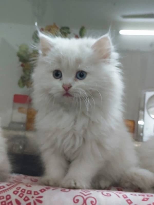 Male and Female Persian Cat, Age 3 months Contact No. 03239333024 5