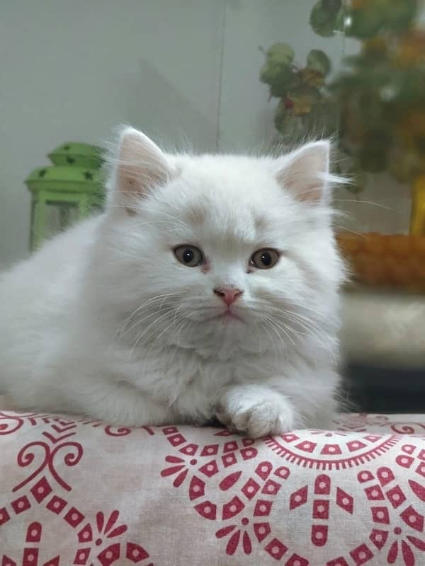 Male and Female Persian Cat, Age 3 months Contact No. 03239333024 6