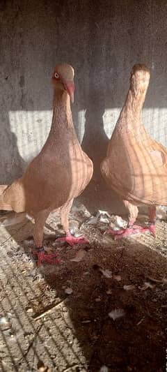 danish pigeon . fancy pigeons .    pigeons