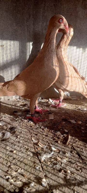 danish pigeon . fancy pigeons .    pigeons 1