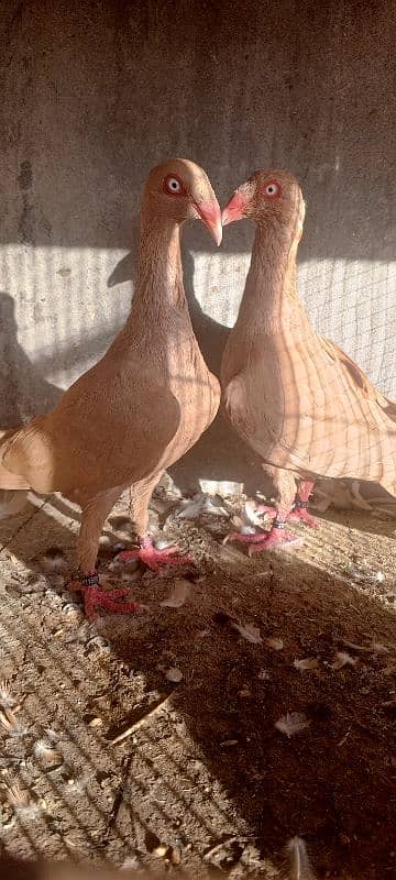 danish pigeon . fancy pigeons .    pigeons 2