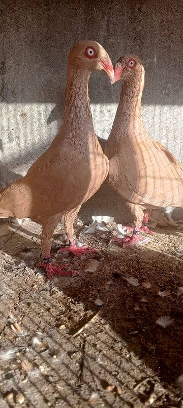 danish pigeon . fancy pigeons .    pigeons 4