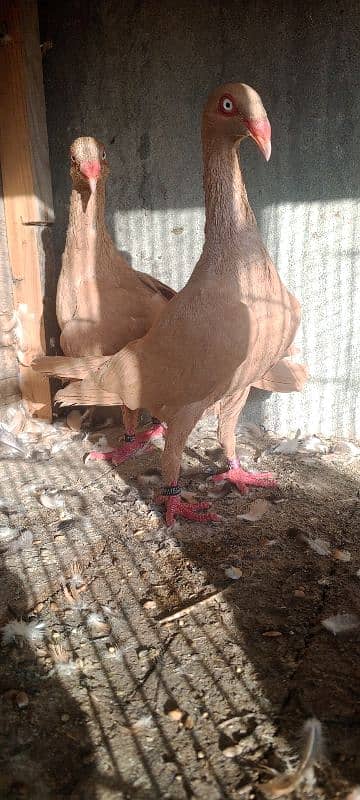 danish pigeon . fancy pigeons .    pigeons 5