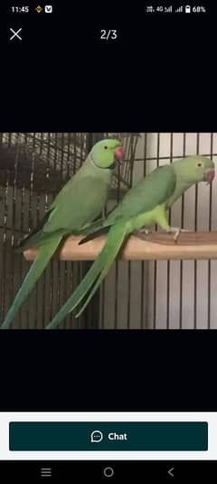 breeder Pair