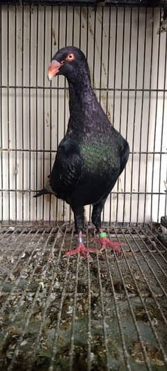 black danish male.  pigeon