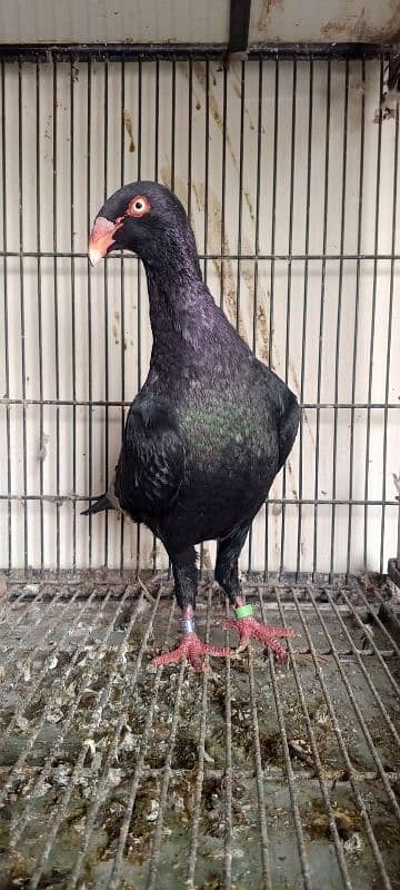 black danish male.  pigeon 1