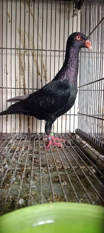 black danish male.  pigeon 3