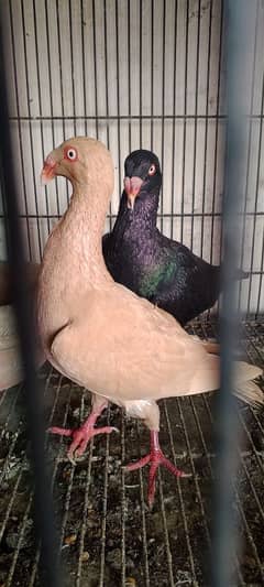 danish breeder pair