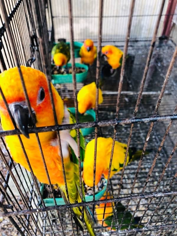 sun conure 0