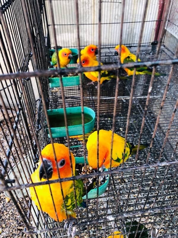 sun conure 1