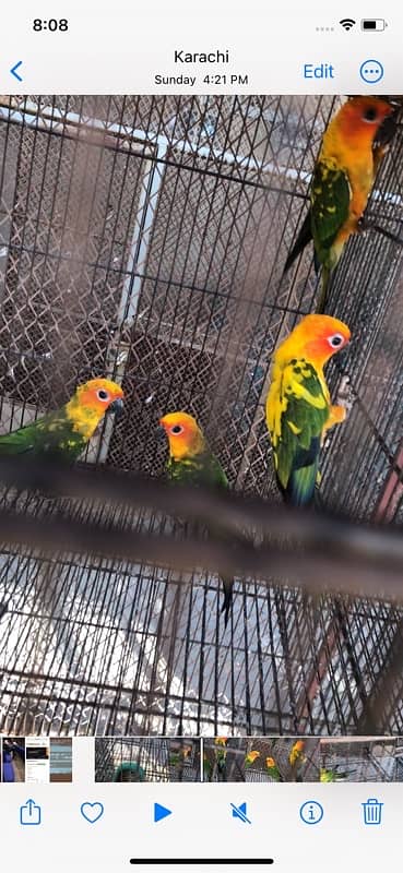 sun conure 3