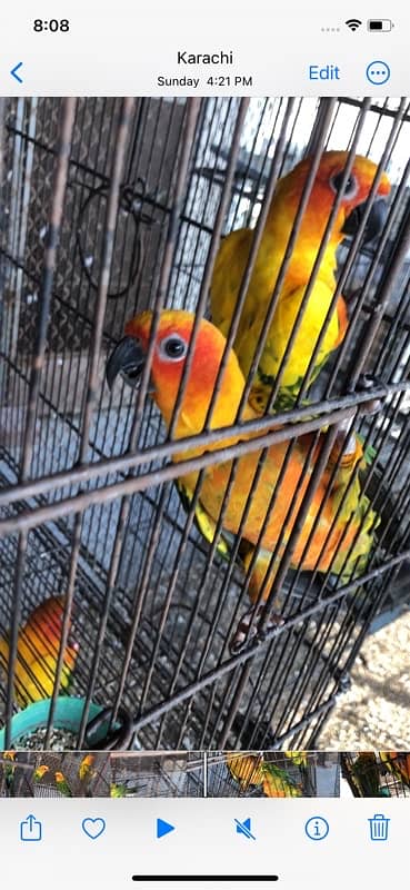 sun conure 4