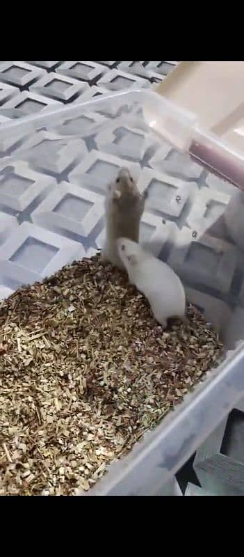 Hamster Breeder pair 2