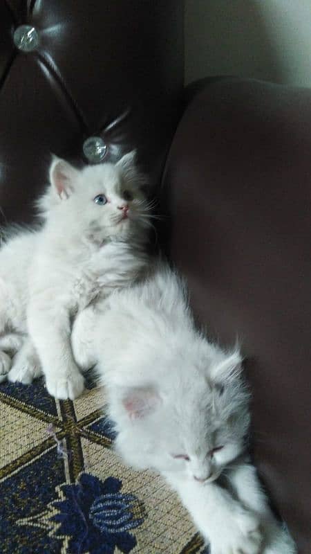 Persian cats 3