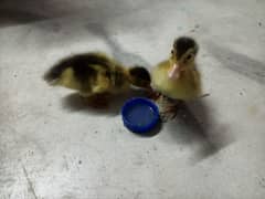 duckling