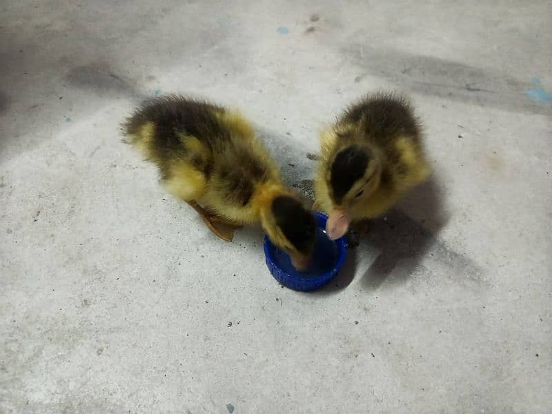 duckling 2