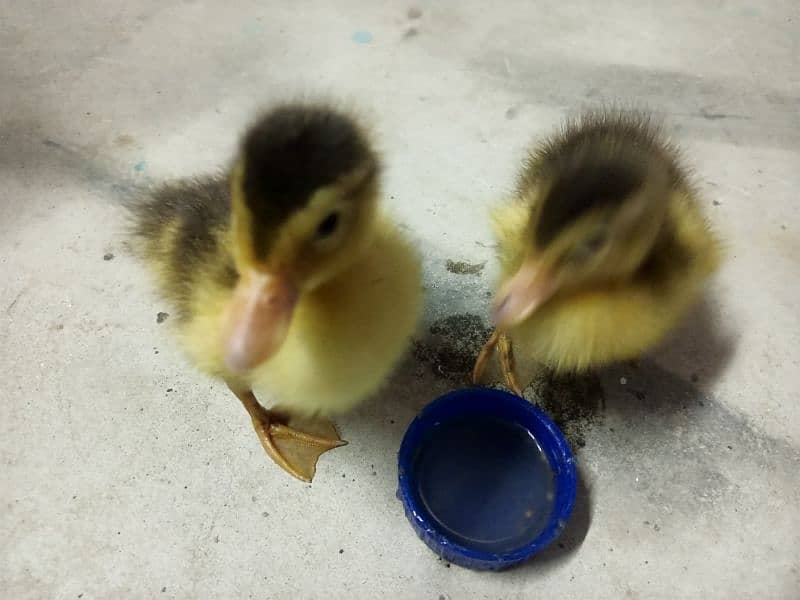 duckling 3