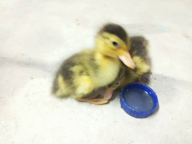 duckling 4