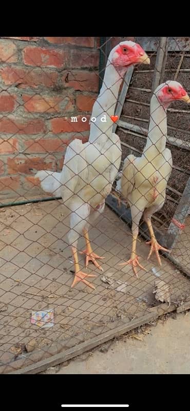 aseel shamo / white shamo / shamo pair / shamo patha / shamo breeder 1