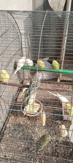 budgies pathy