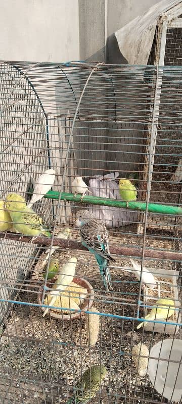 budgies pathy 4