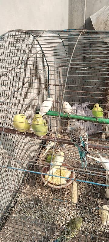 budgies pathy 5