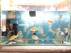 ONLY AQUARIUM FISHES FOR SALE