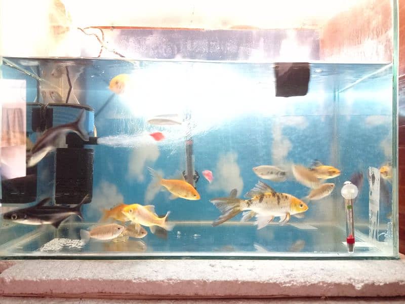 ONLY AQUARIUM FISHES FOR SALE 1