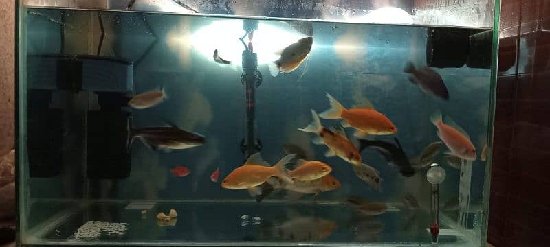 ONLY AQUARIUM FISHES FOR SALE 2