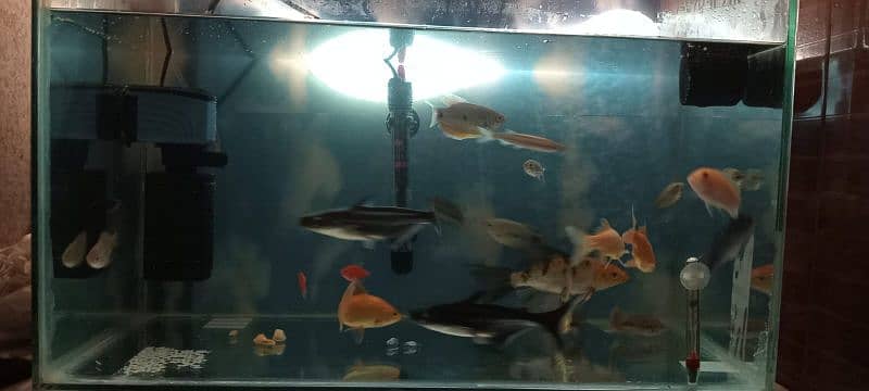 ONLY AQUARIUM FISHES FOR SALE 3