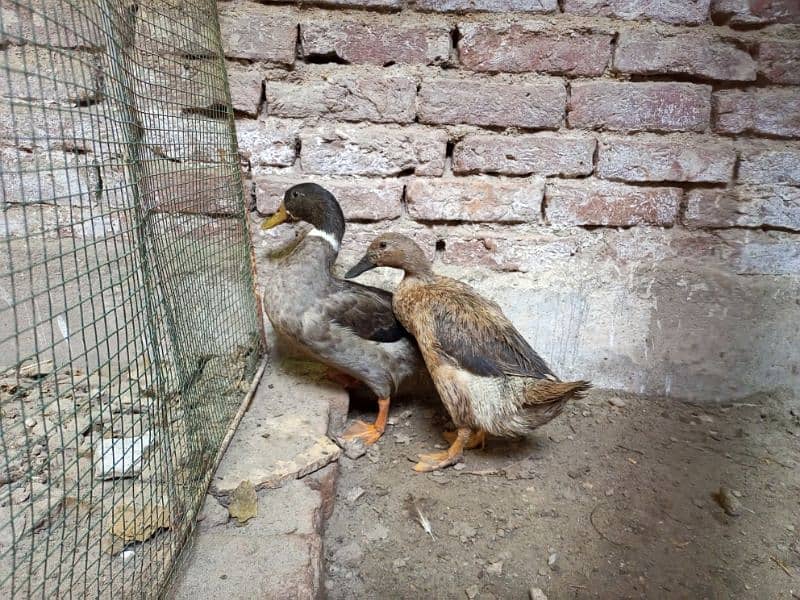 Duck pair 2