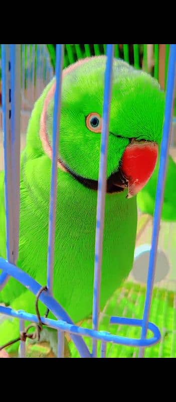 Raw Parrot 4