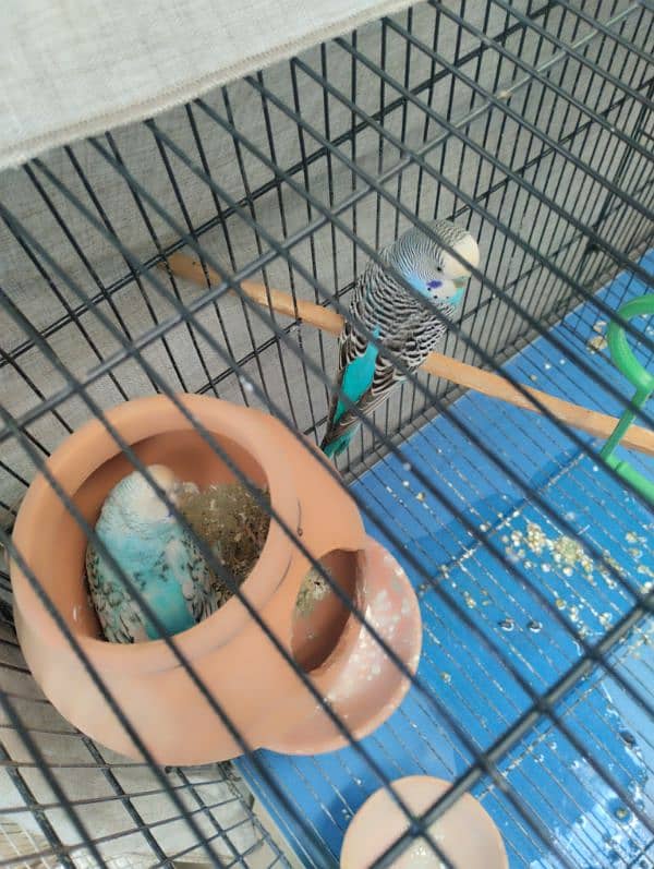 Pair of budgies for Sale 0